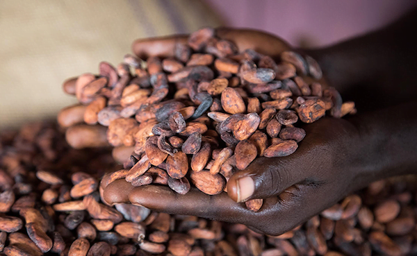 Cocoa in Ghana